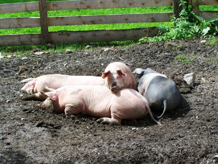 Kanibalizm świń